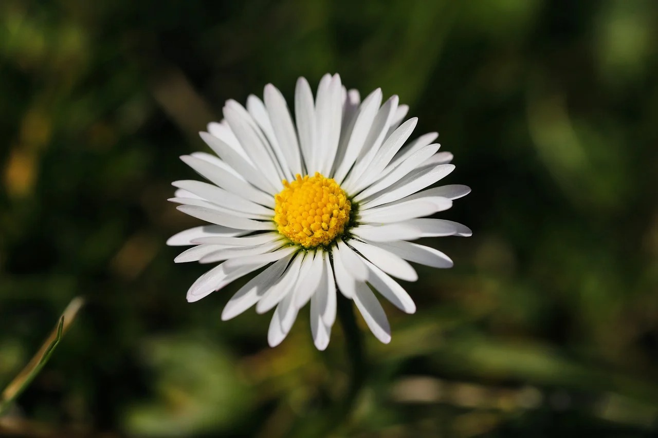 부안 변산 마실길 샤스타데이지