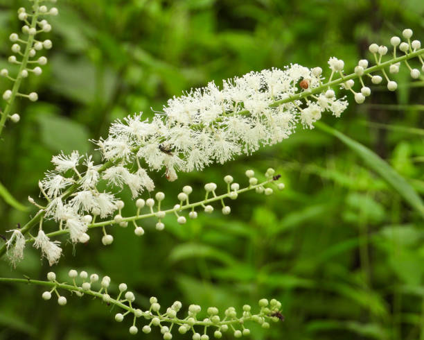 블랙 코호시(Black Cohosh) 효능
