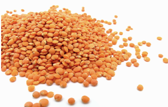 렌틸콩 (Lentils)