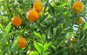 제주 귤 10kg 가격&amp;#44; 효능과 영양성분