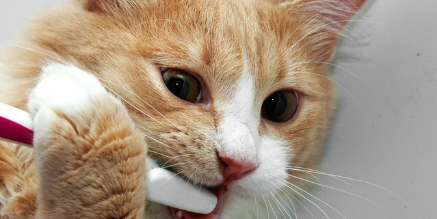 양치질을 하는 고양이.