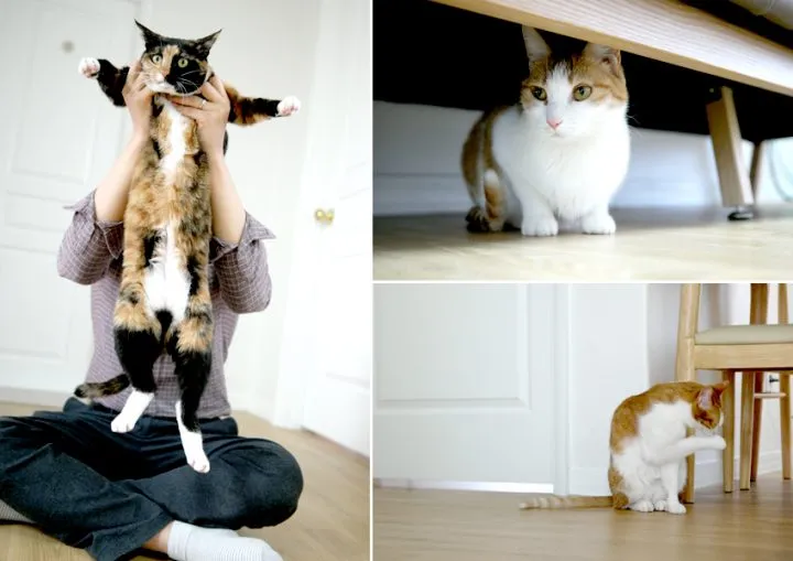 작은고양이 쪼꼬미 냥이 매력 탐구 귀여움 분석_2