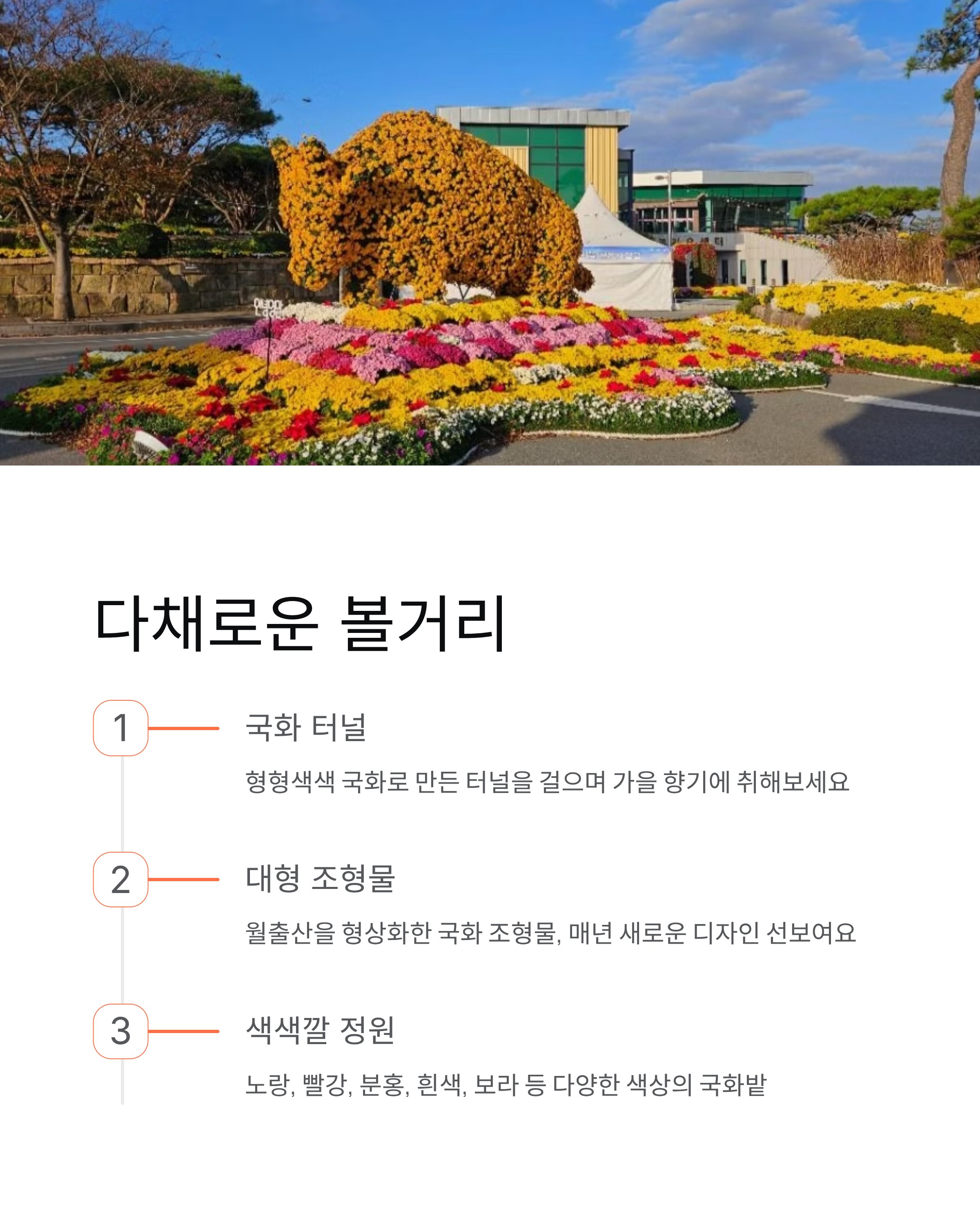월출산 국화축제 2025 완벽 가이드! 무료 입장, 일정, 주차 총정리