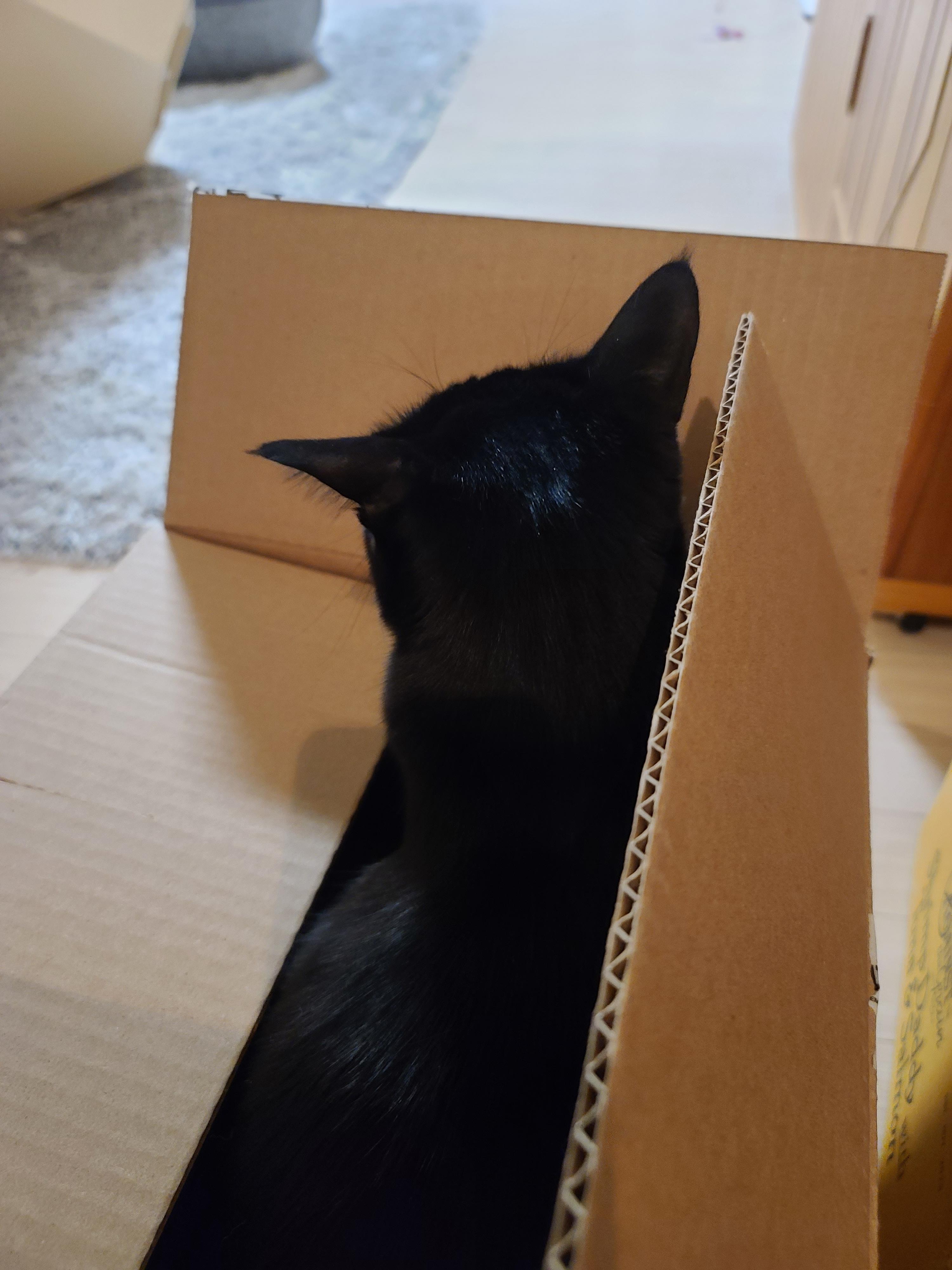 나는야 고양이를 몰고 다니는 사람. 캣닢인간인가봉가