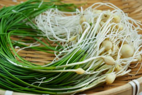 봄나물 특징 효능 요리법