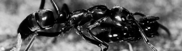 개미 퇴치법: 위생 문제