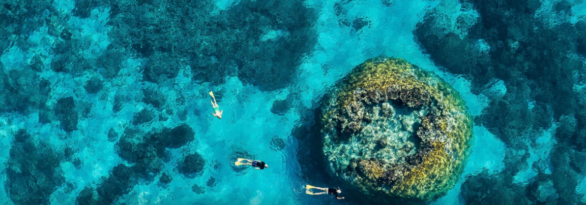 그레이트 배리어 리프