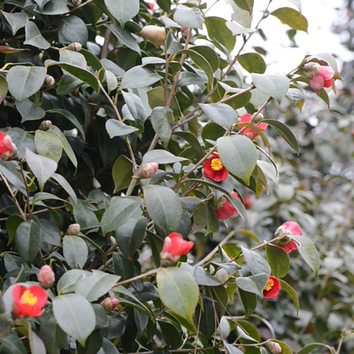 서천마량리 동백나무숲