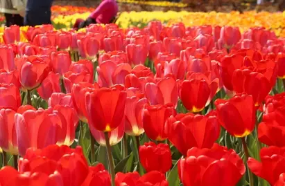 2025년 태안 튤립축제 일정&amp;#44; 개화시기&amp;#44; 주차장&amp;#44; 입장료