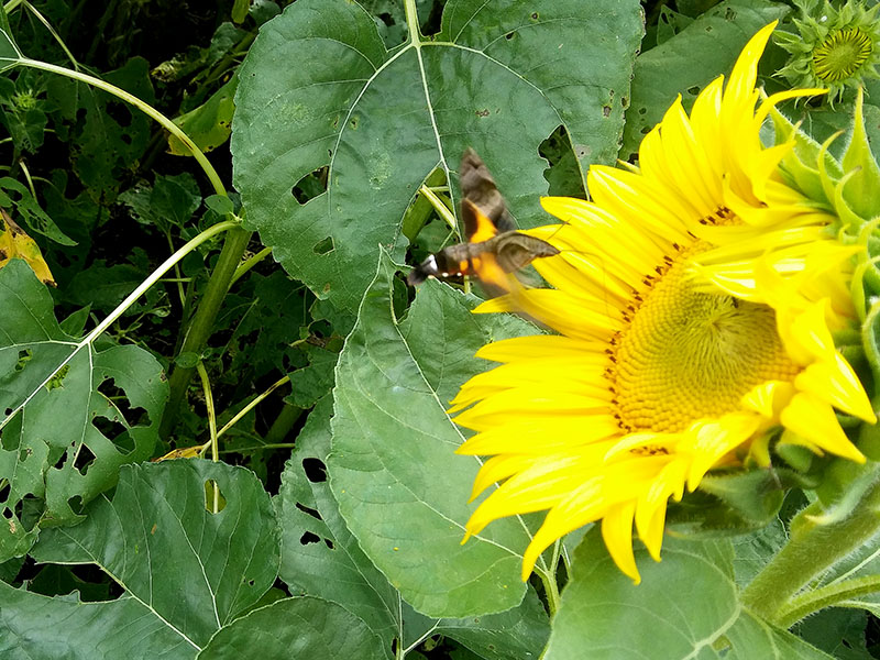 한국마사회 렛츠런팜(LetsRun FARM)