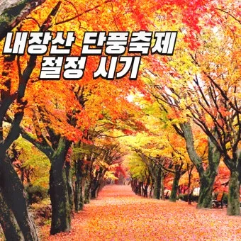내장산 단풍터널 드라이브 코스 주차장 위치까지 총정리_5