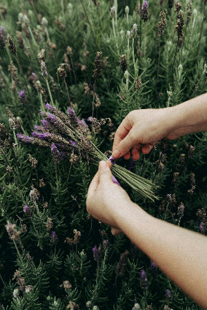 lavendar