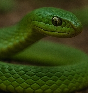 뱀 꿈해몽 풀이