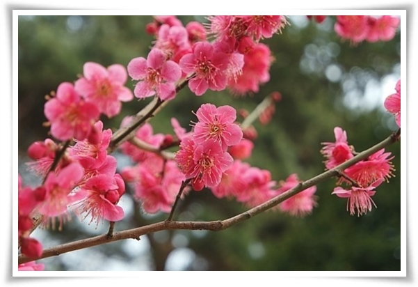 "매화" 겨울을 깨우는 은은한 향기의 비밀을 간직한 백매화 홍매화 청매화!