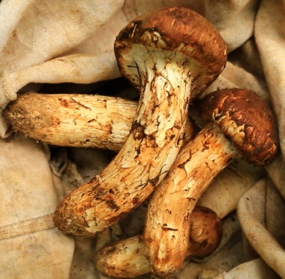 송이버섯 먹는법