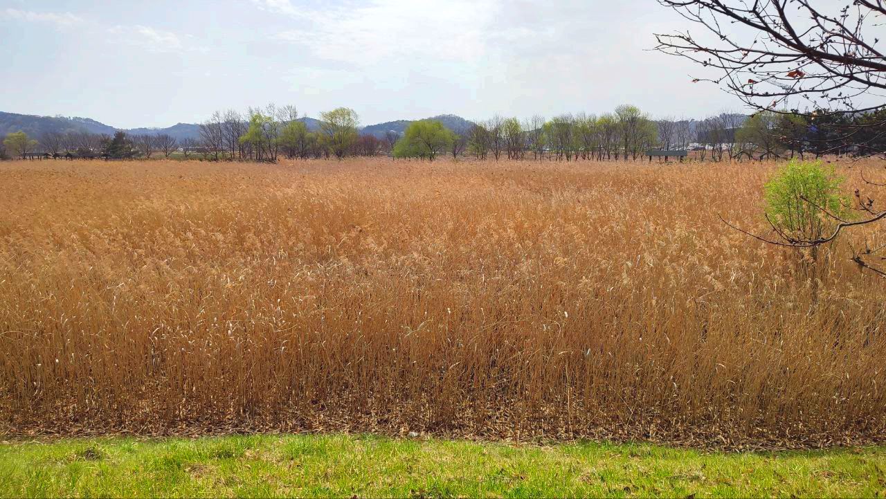 안산 갈대습지공원