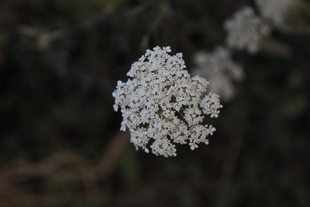 Meloxicam