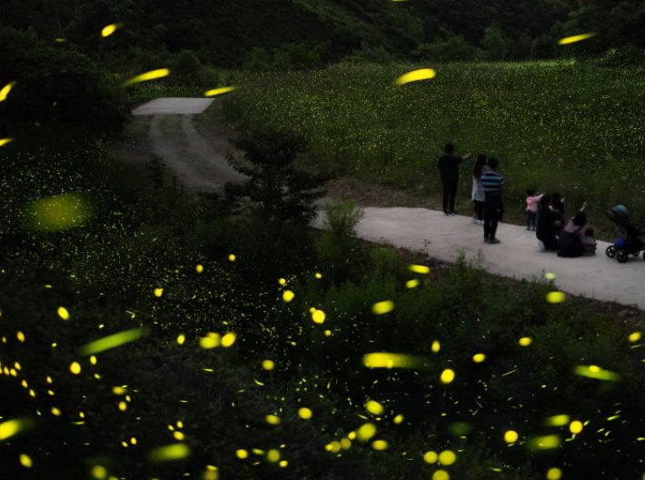 무주 반딧불축제