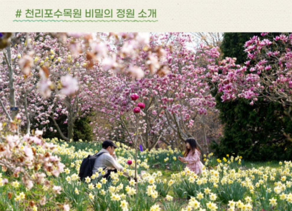 천리포수목원 목련축제