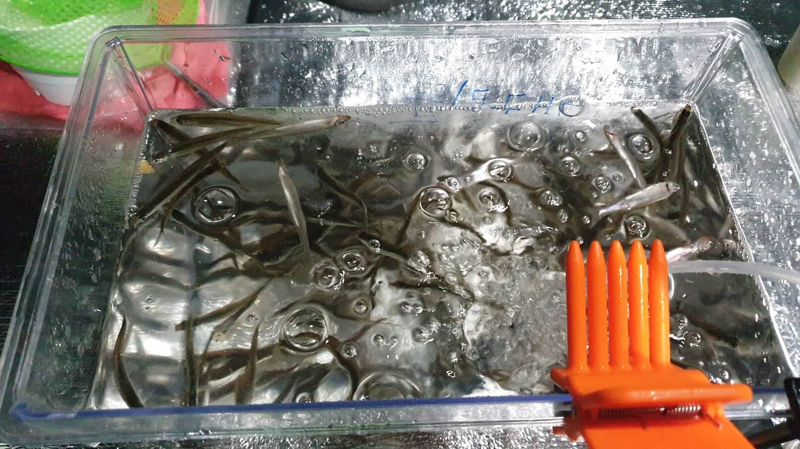 빙어 낚시로 잡은 빙어들이 투명한 용기에 담겨있는 모습. 물속에서 헤엄치는 신선한 빙어들