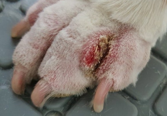 강아지 발바닥 염증 사진