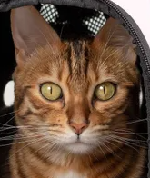 고양이의 눈물은 병의 표시일 수도..