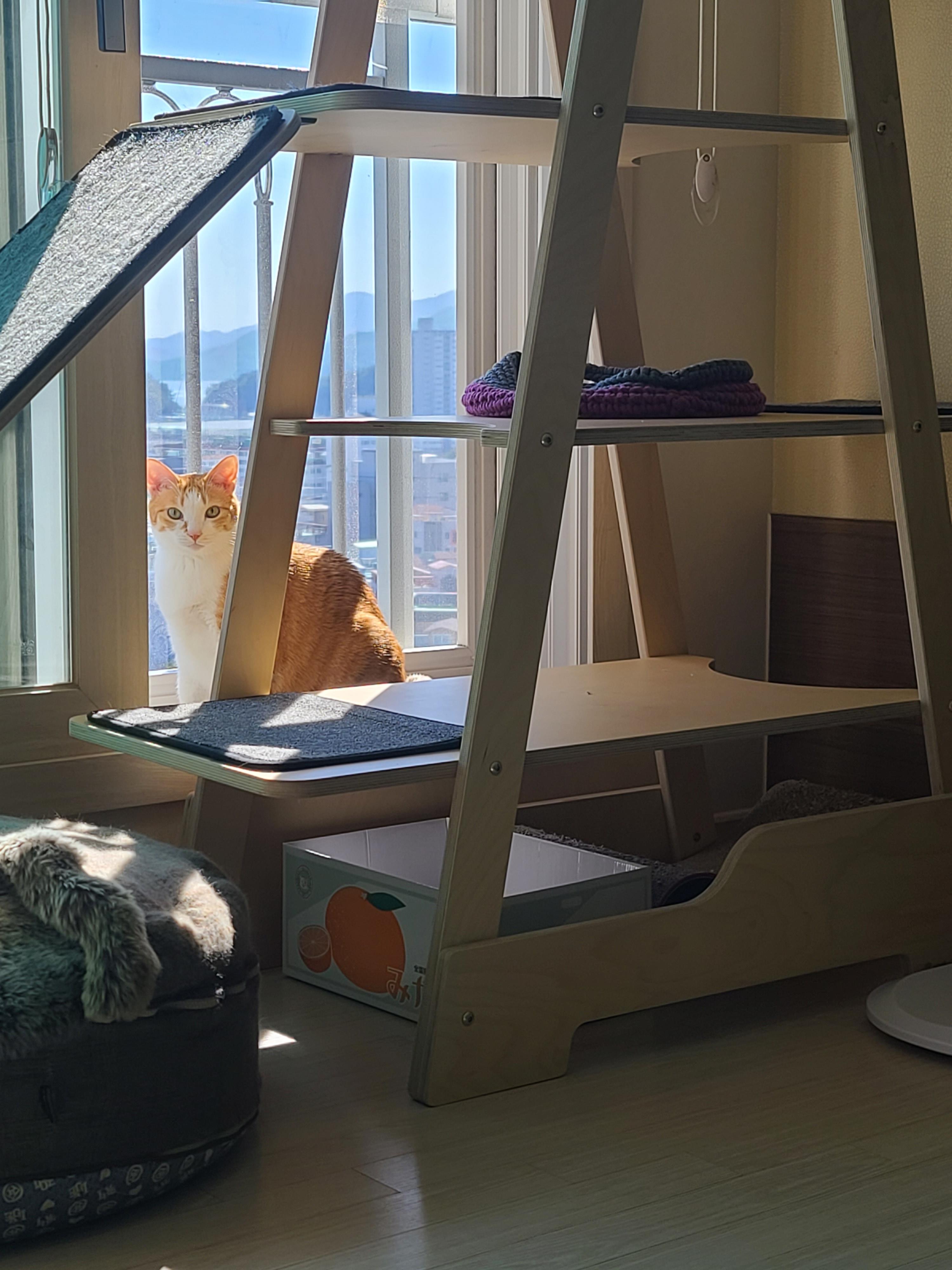 햇살이 쨍한날 아침 고양이들 (feat. 안전방충망)