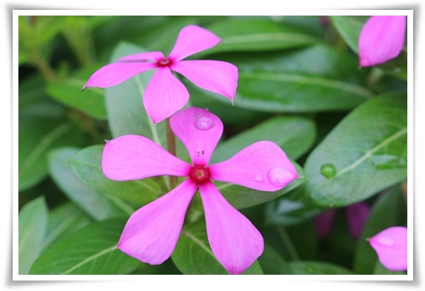 정원 "일일초 키우기" 여름을 환하게 밝히는 정원의 보석!