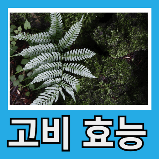 고비 효능