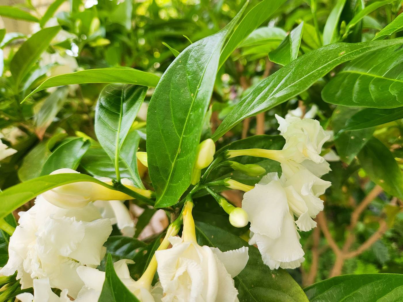 크레이프자스민(따가라)