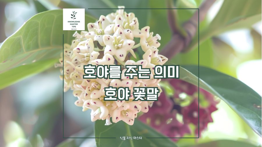 '호야를 주는 의미, 호야 꽃말'