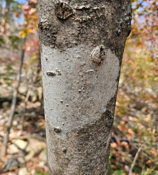 물푸레나무 수피
