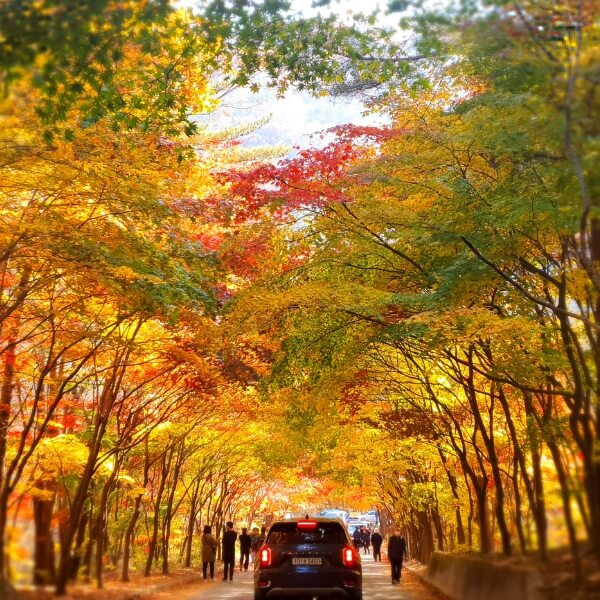 필례약수터, 은비령, 단풍터널, 필례온천, 필례 게르마늄 온천, 가을 단풍명소 여행지 추천
