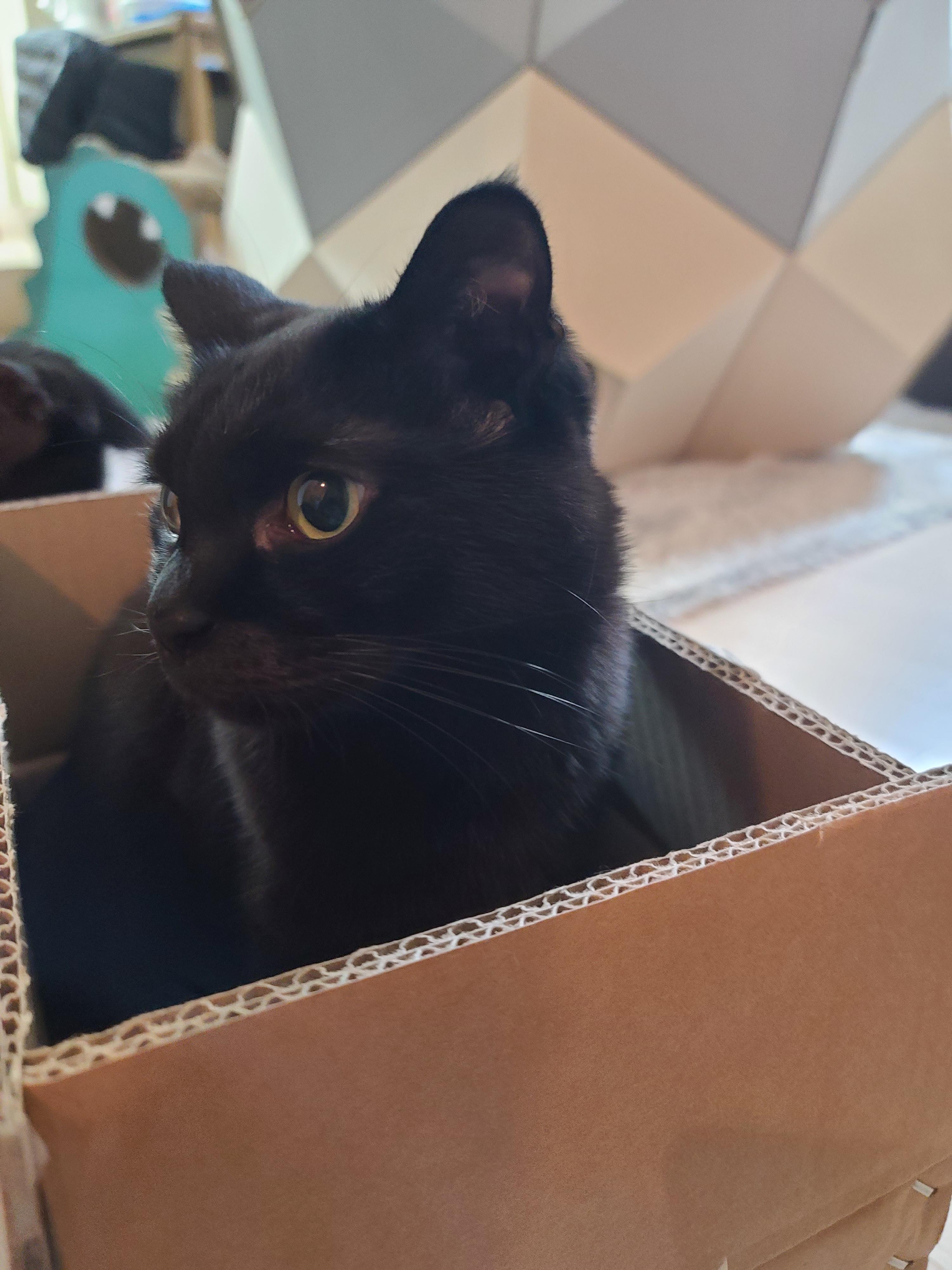 박스가 풍년이다!(feat.신난 건이와 요미.그리고 두리)