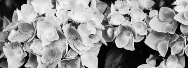 수국 키우는 법: 수국 개화시기