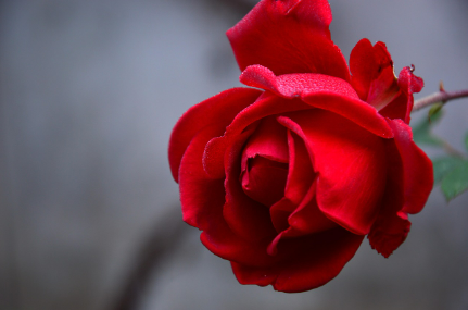 성년의날 선물 추천 1위 올해 성년의날 나이