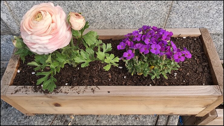 완성된-라넌큘러스-화분