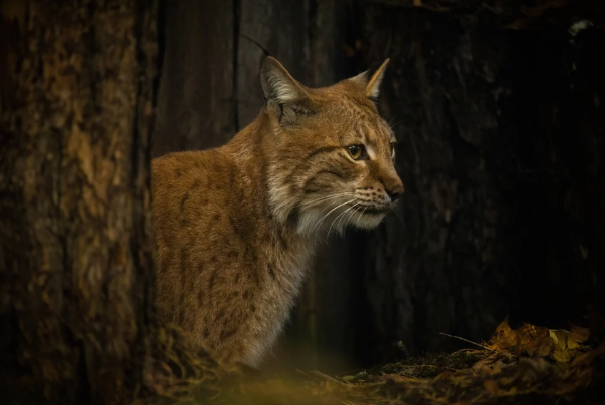 시라소니 별자리