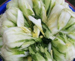 김장 배추 고르는 방법