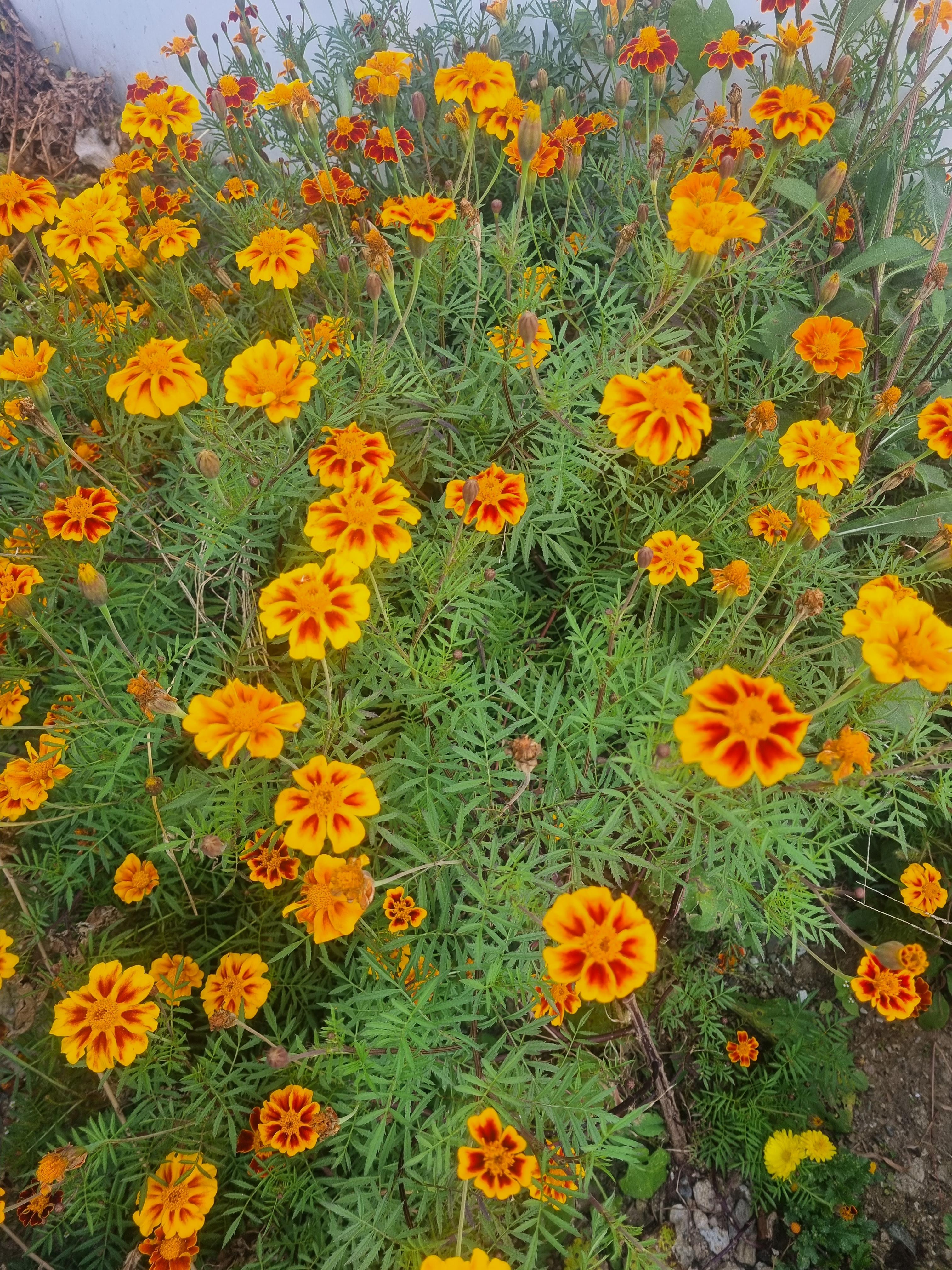 밝은 노란색과 붉은빛이 섞인 프렌치 메리골드 꽃송이들