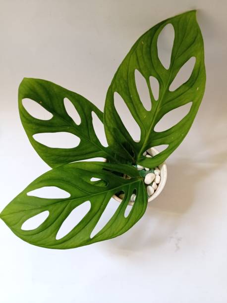 독특한 잎 식물. 자신만의 개성을 표현하고 싶은 분들께 추천 드리는 플랜트 컬렉션