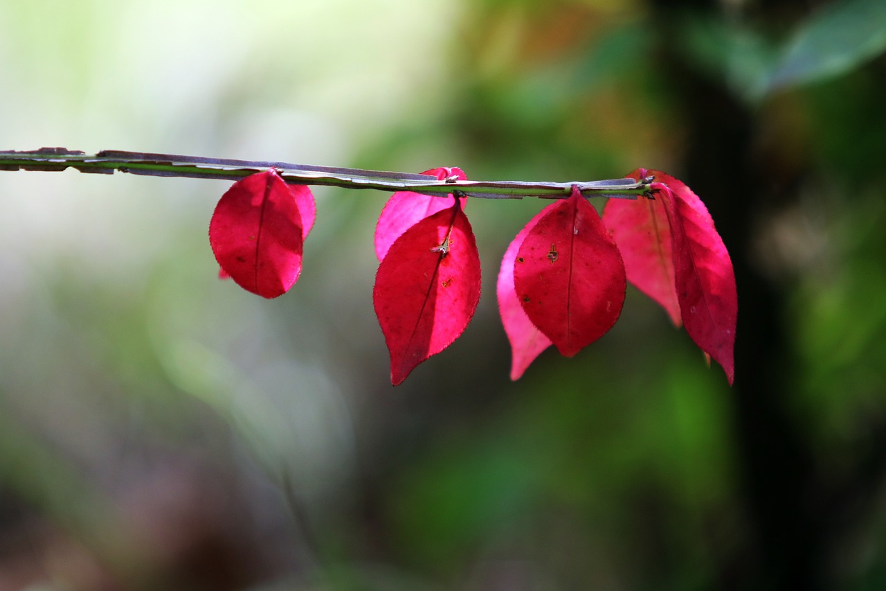 화살나무의 모든 것 – 특징, 생태, 관리, 활용 완벽 정리