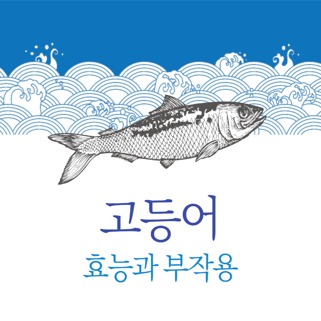 고등어 효능 부작용 등푸른생선