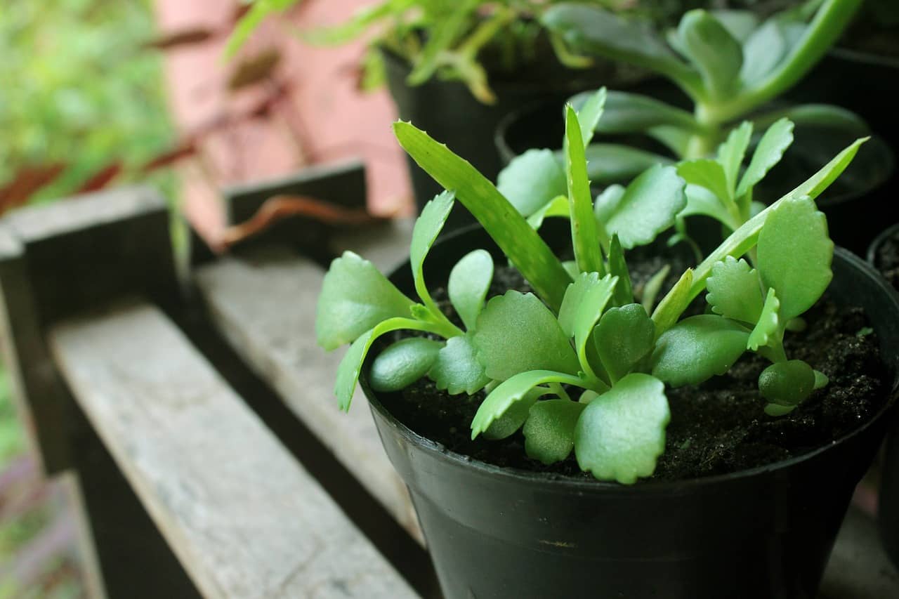 여름철 실내 식물 관리 – 고온 다습한 여름, 실내 식물을 건강하게