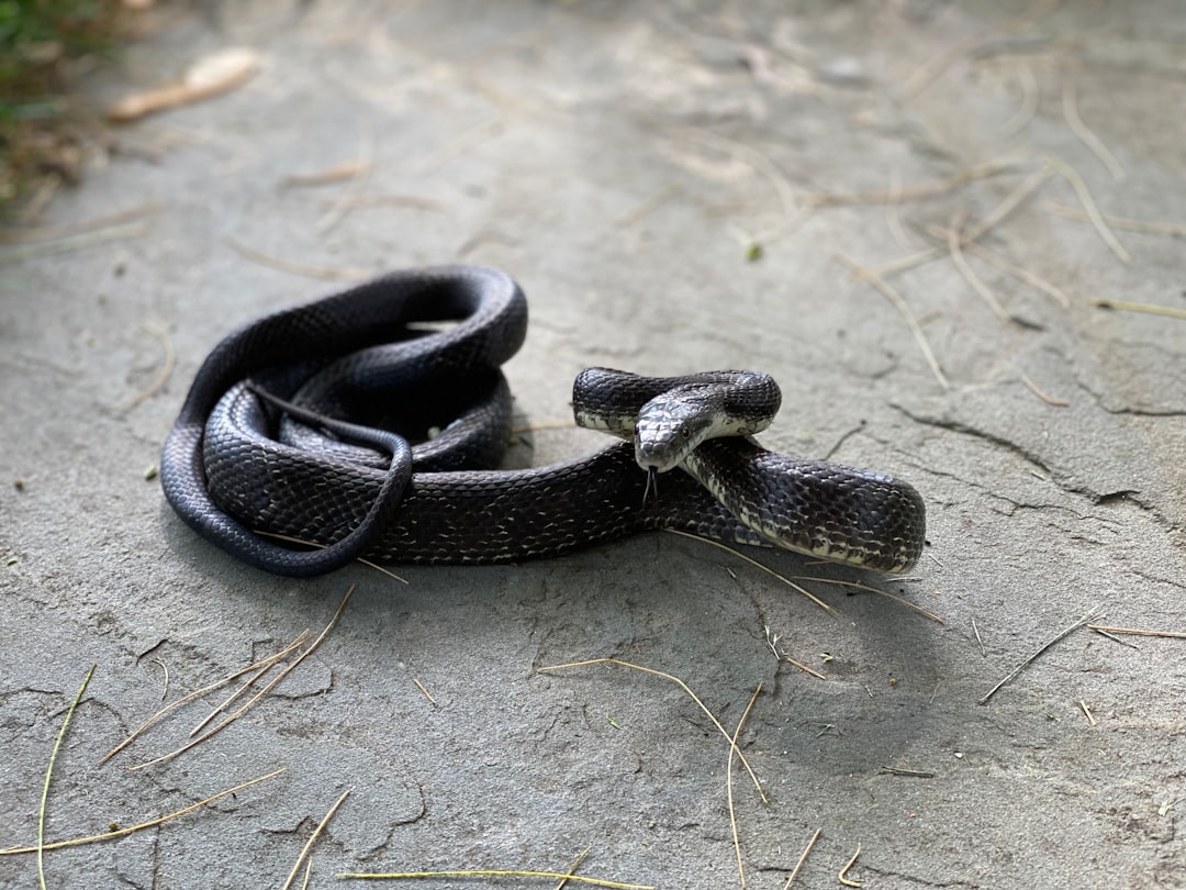 Snake