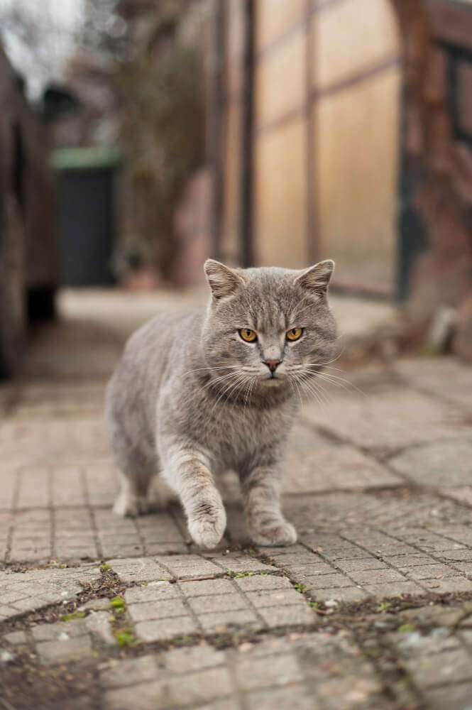 길냥이 뜻과 유래 — ‘길고양이’는 왜 생겼을까?