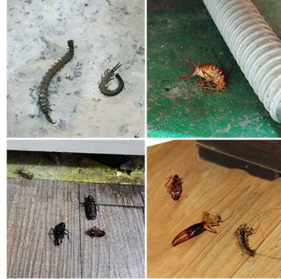  해충 지네 퇴치 약 해충 용품 등 추천 BEST 5 - 슈퍼킬200 지네퇴치약 