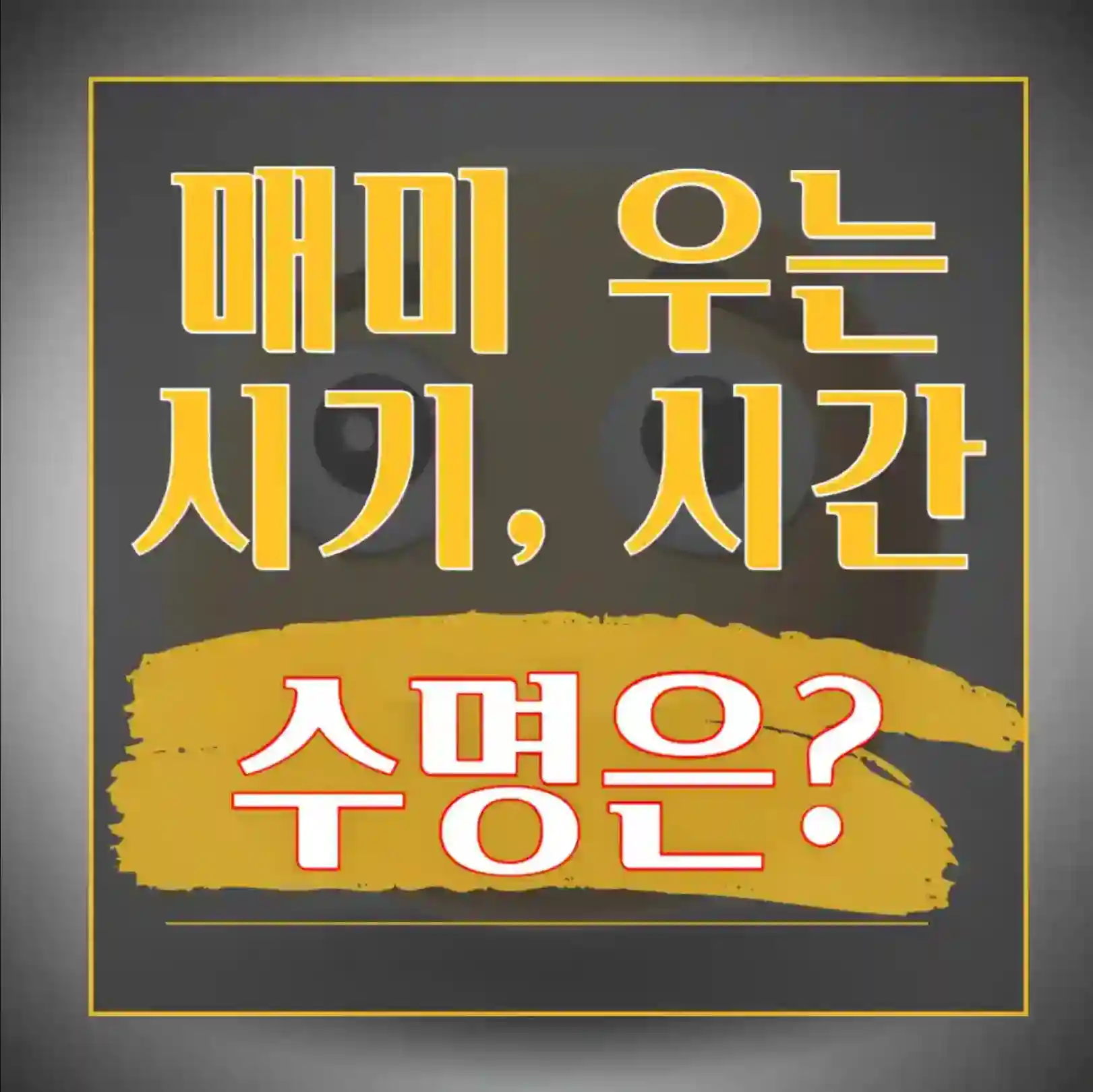 매미 우는 이유 시기 시간 수명