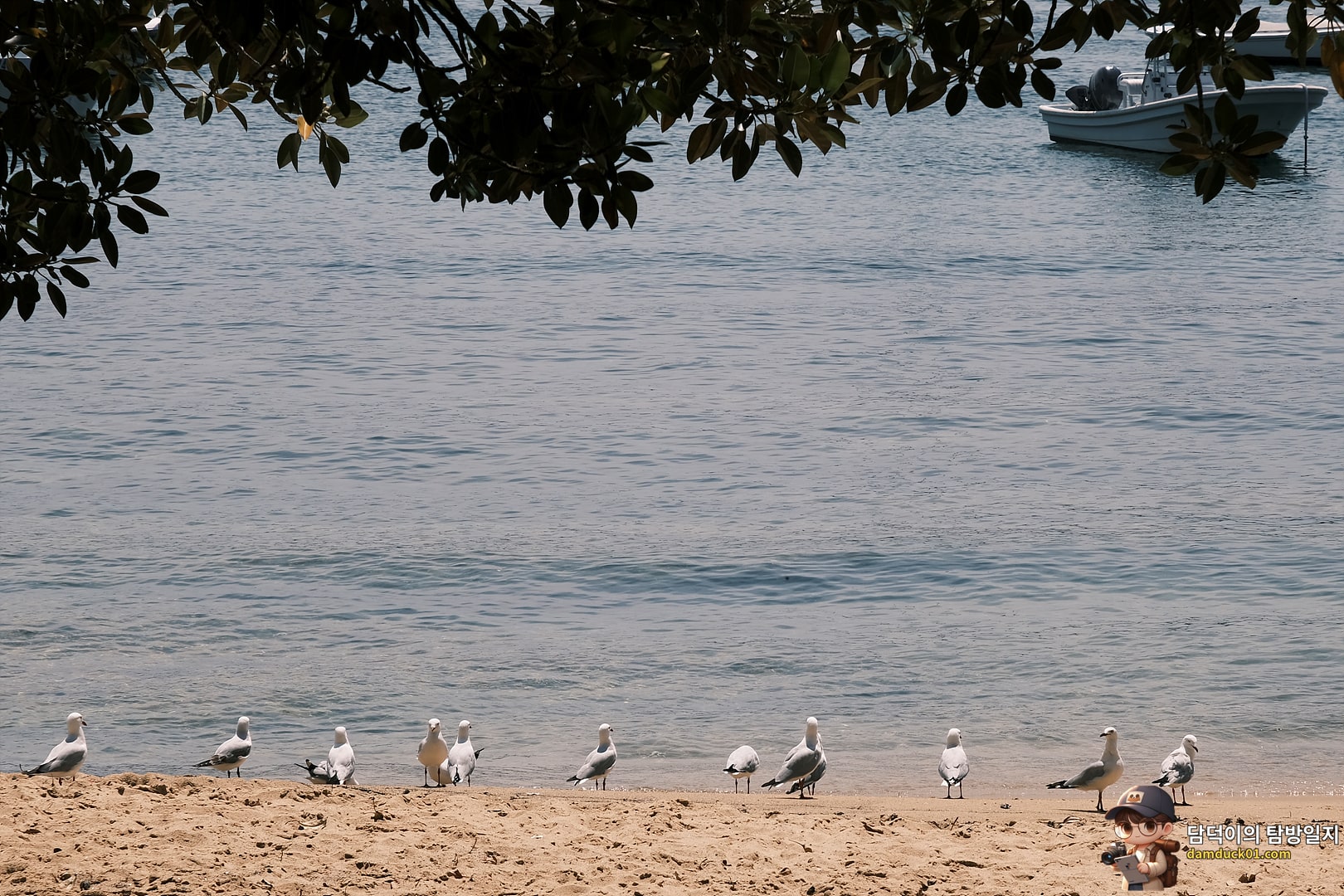 로즈 베이 비치 (Rose Bay Beach)