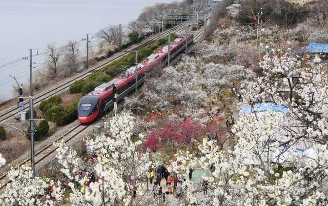 2026 원동매화축제 일정 및 개화시기 주차, 맛집, 주변명소 사진